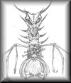 G&eacute;n&eacute;rateur de dragons squelette