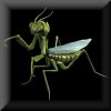Mantis