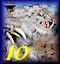Level 10 : Wog Behemoth royal